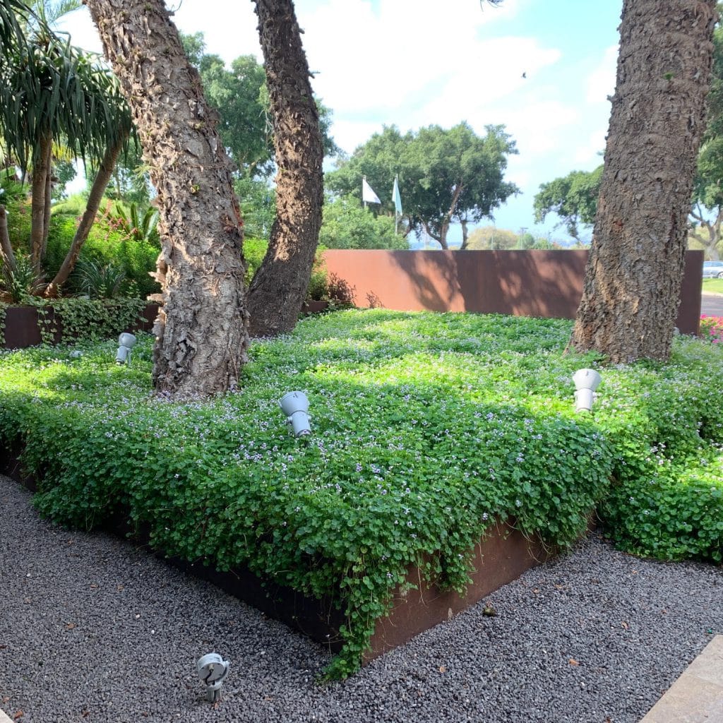 אדריכלות נוף גינה פרטית